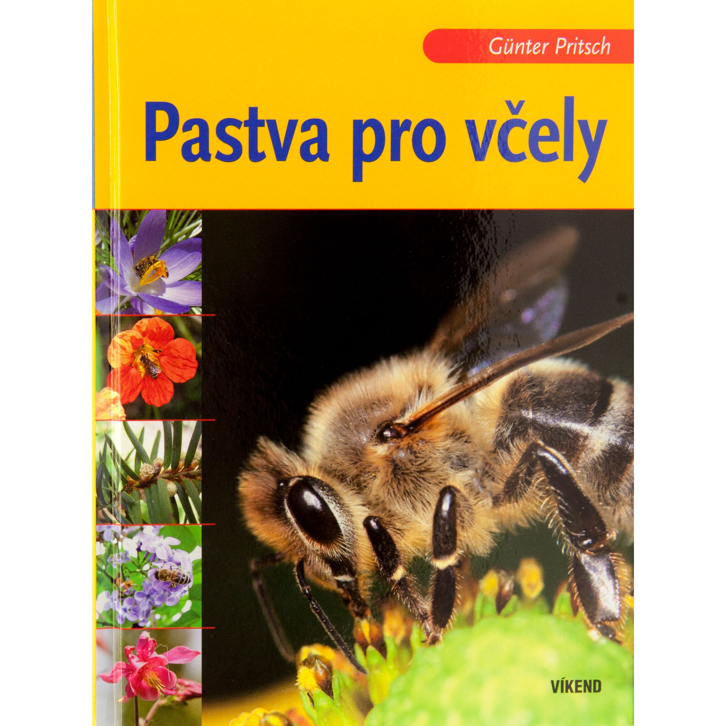 Pastva pro včely