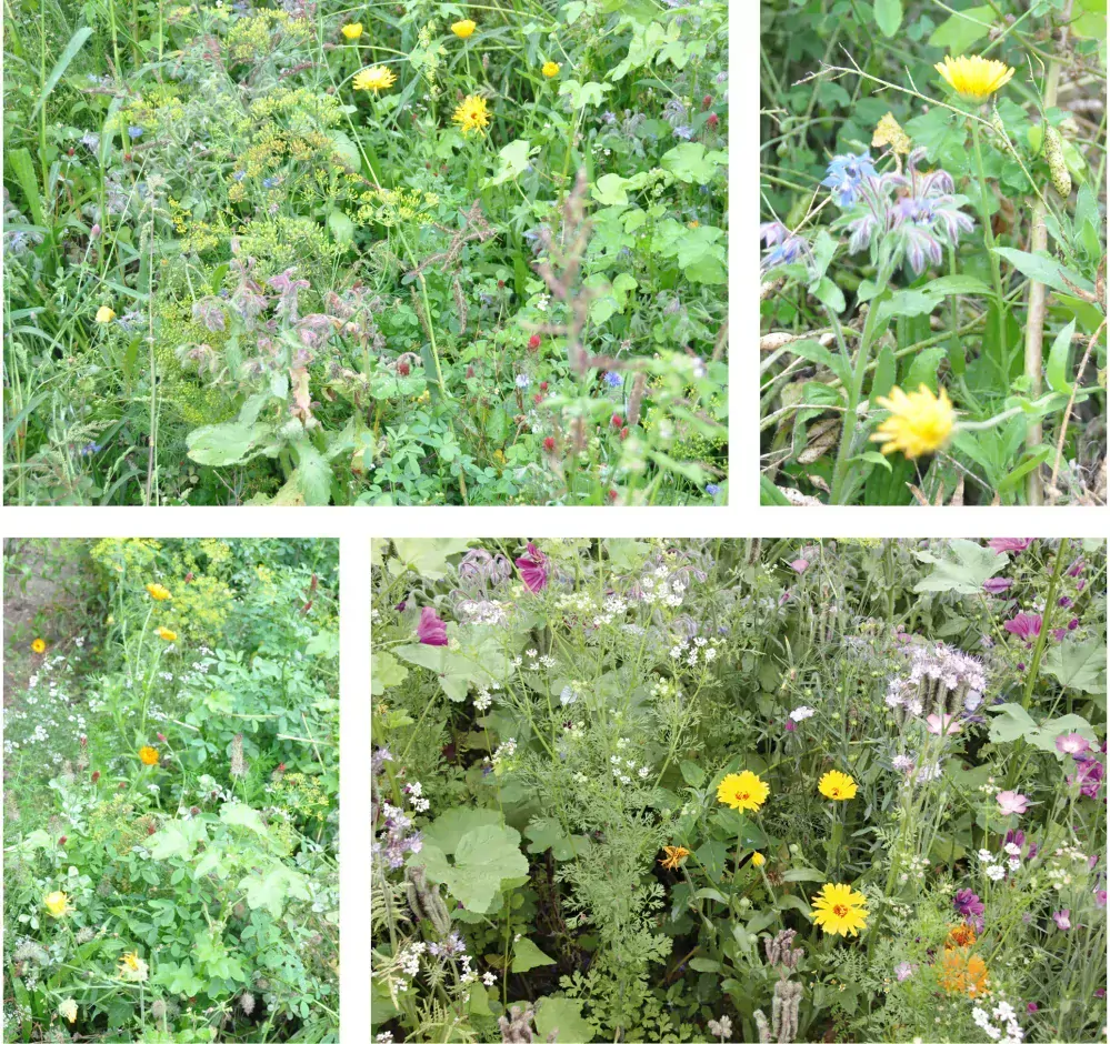 Zmes medonosných rastlín 10kg - osivo